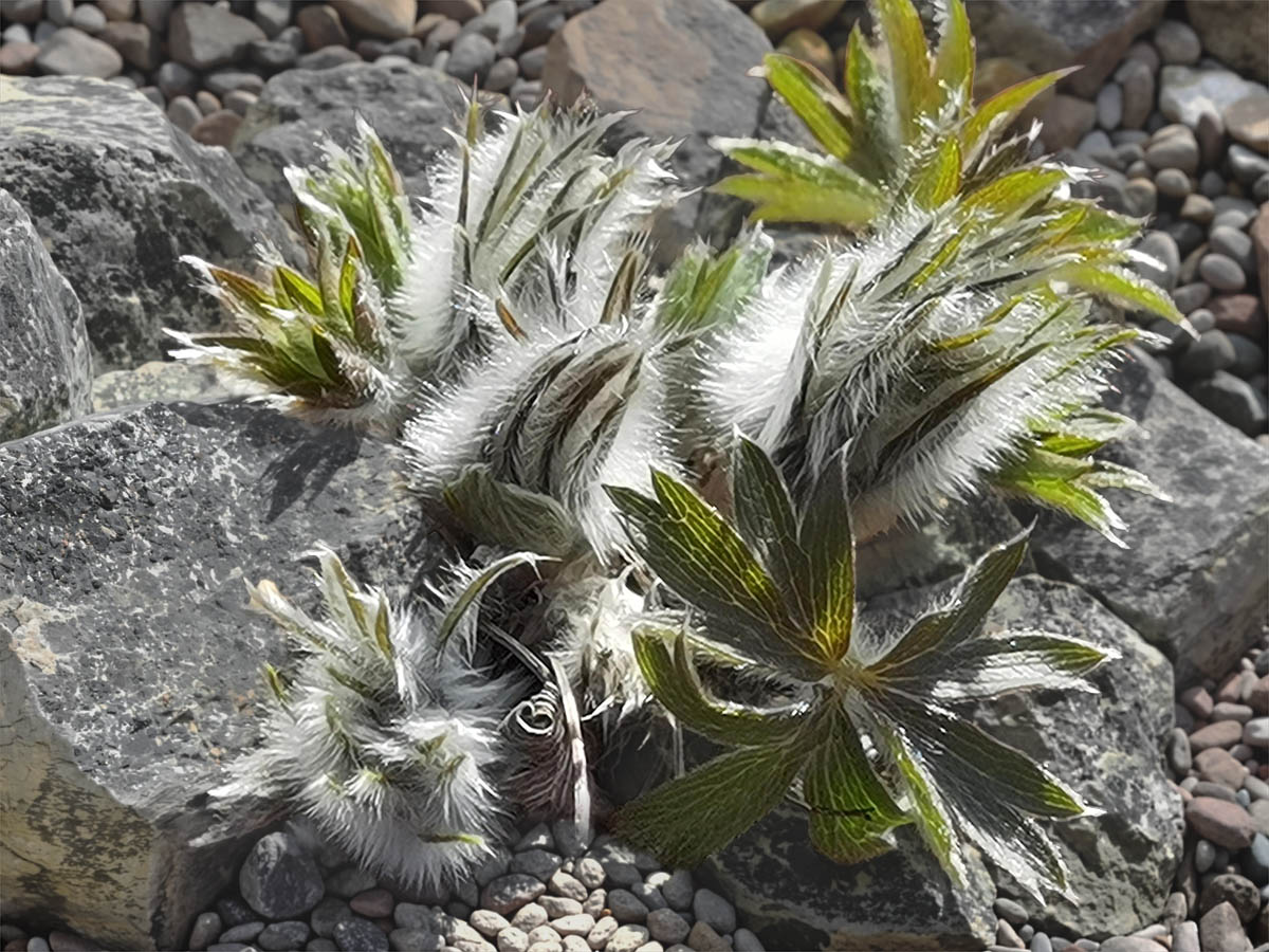 Pulsatilla patens en fleurs dans une pelouse sèche des lisières de forêts claires